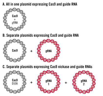 CRISPR Plasmid Delivery Approaches Illustration